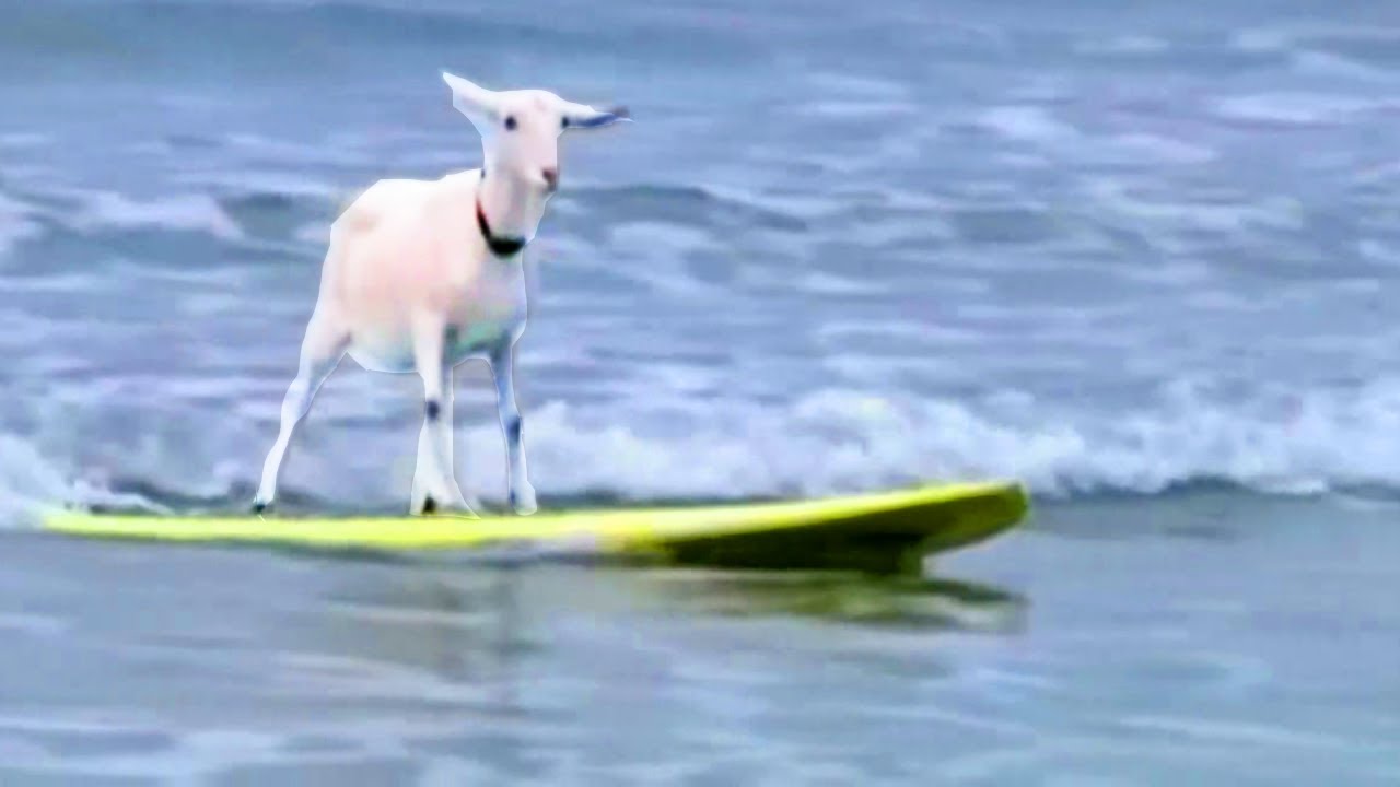 The Super Amazing Project Surfing Goat YouTube