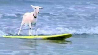 The Super Amazing Project - Surfing Goat