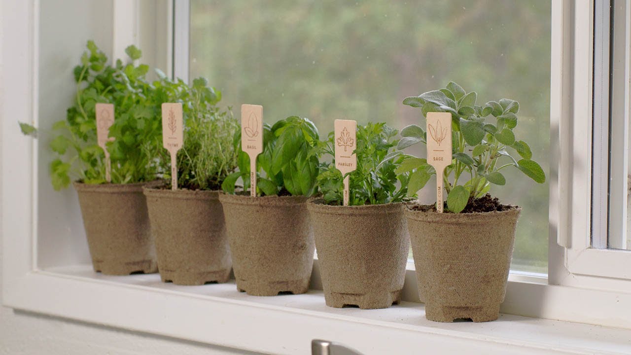 Culinary Herbs Kit - In use