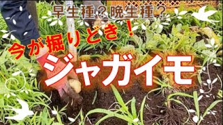 ジャガ掘り第１弾は男爵から【自然栽培・ジャガイモ】品種によって違う収穫どき 【家庭菜園にも使える】 【家庭菜園にも使える】