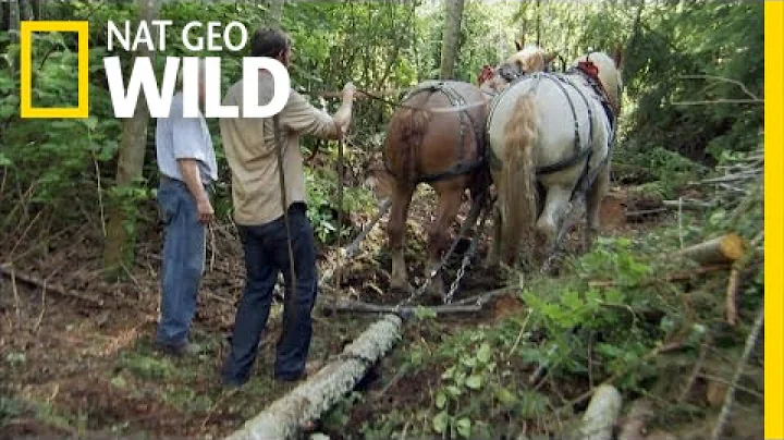 Horse Logging | Jobs That Bite