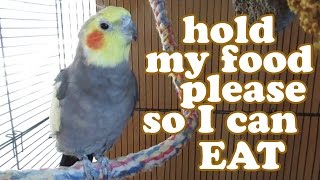 Cockatiel Pet Eating Bird Seed Food - Cockatiels Birds Healthy Foods - Animals Pets Video - Jazevox