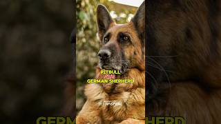 Pitbull vs German Shepherd 🥊 | Pitbull and German Shepherd Fight 🐶