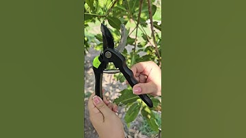 Kéo cắt cành Deli siêu bén giá ưu đãi  #coemthovuon #diy #tools #youtubeshopping #funny #tips