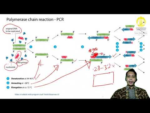 Video: Apa peran PCR dalam pengetikan DNA?