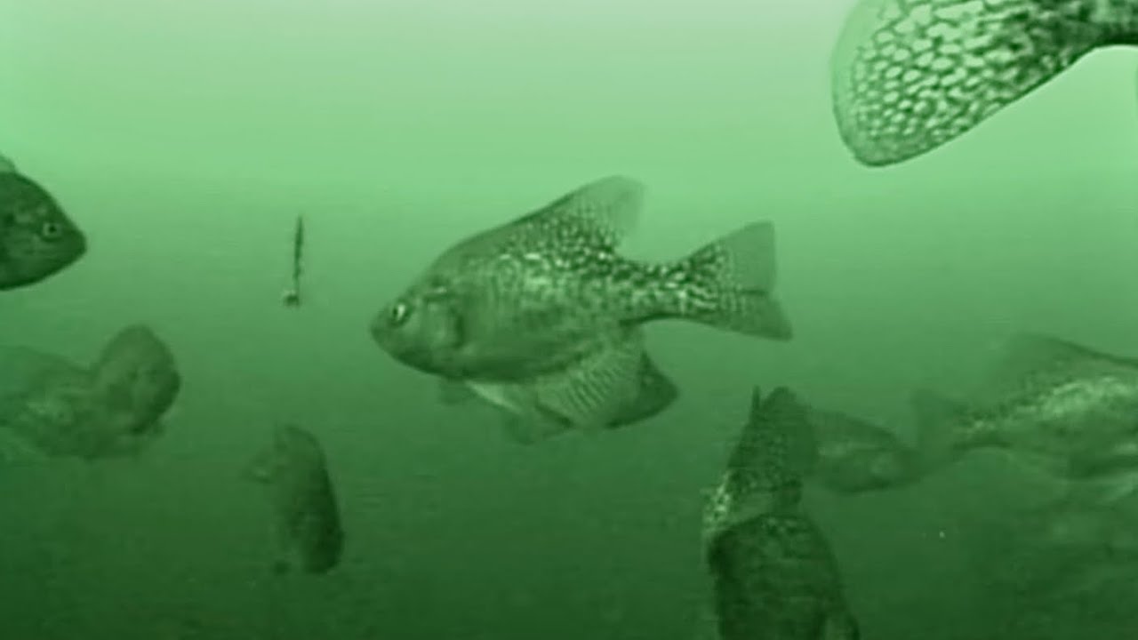 Crazy UNDERWATER Crappie Footage While Ice Fishing! (BIG SCHOOL