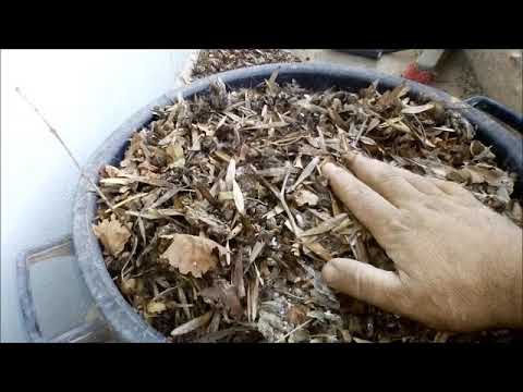 Vidéo: Comment élever Des Fientes De Pigeon Pour Arroser Les Plantes D'intérieur