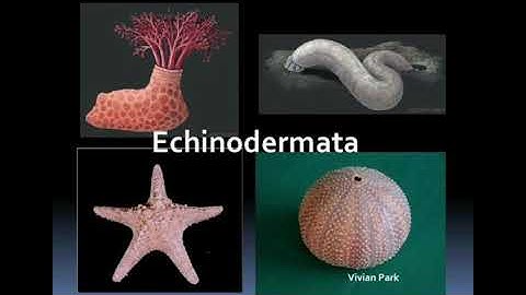 Animal kingdom || Echinodermata and Hemichordata ||