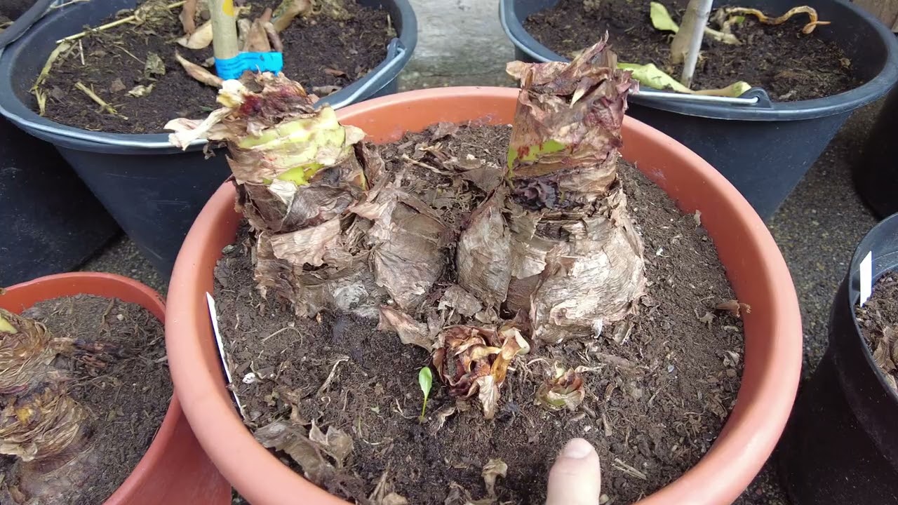 Amaryllis im Winter: Ruhephase oder weiter wachsen lassen?