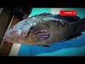 الميرو معلومات هامة للصيادين Miro Fish Important Information For Fishermen And Seafood Lovers الميرو معلومات هامة للصيادين Miro Fish Important Information For Fishermen And Seafood Lovers