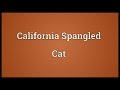 California Spangled Cat Meaning の動画、YouTube動画。