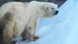 RIP ミユキ 死ぬ 王子動物園｜Polar bear ホッキョクグマ しろくま シロクマ みゆき 灘の貴婦人 死亡