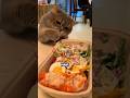 "Kucing ini ikut makan sama majikanya😺"#cat#shorts #animals