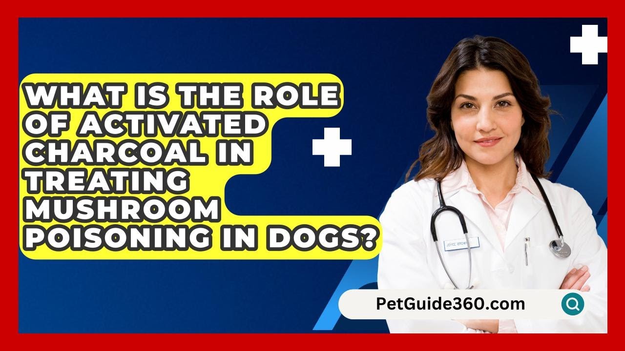 What Is The Role Of Activated Charcoal In Treating Mushroom Poisoning In Dogs? - PetGuide360.com