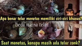 Tips informasi‼️apa benar telur yang bisa menetas itu memiliki ciri-ciri❓dari bentuk❓ukuran❓ warna❓