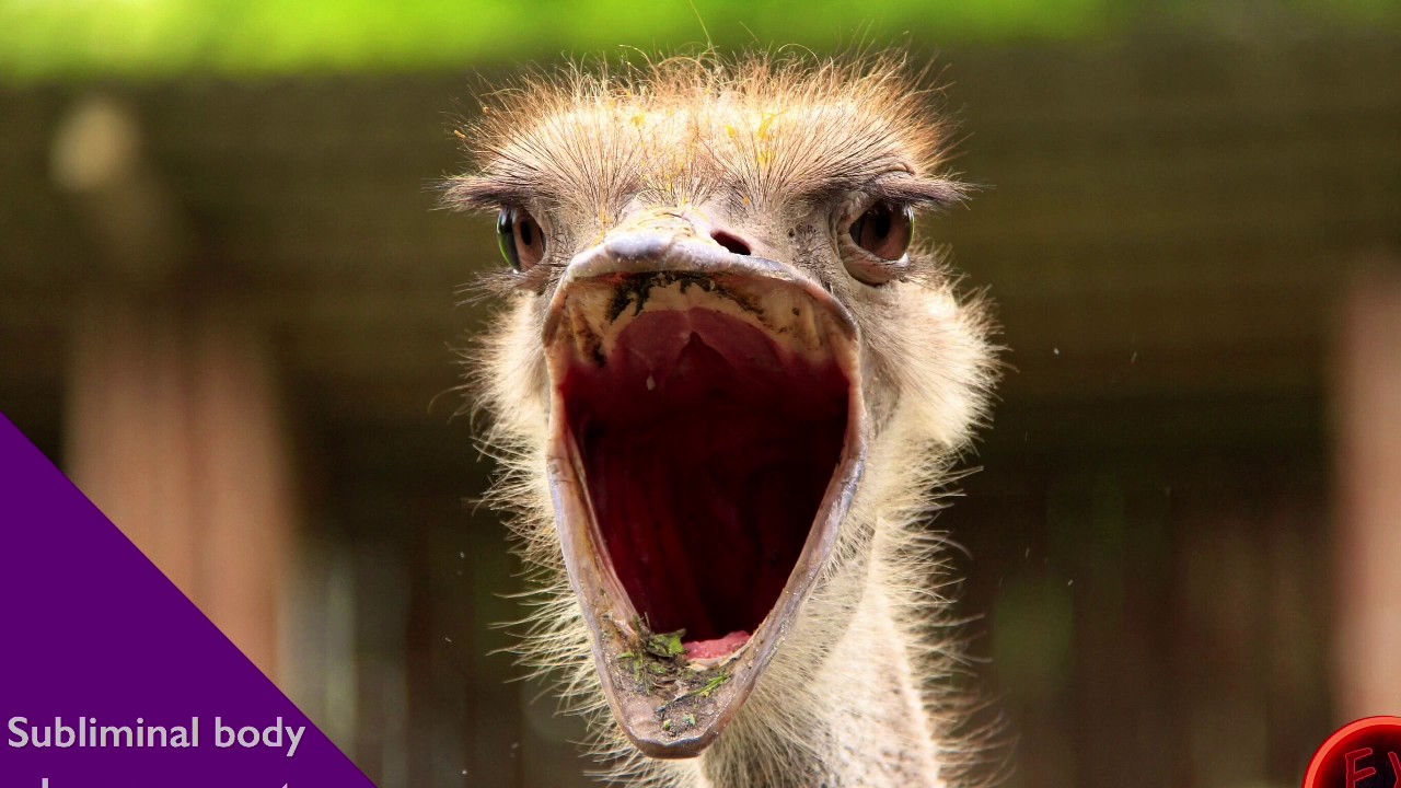 organic construct (subliminal)