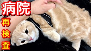 病気が移った子猫の再検査で病院へ行った結果。