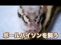 ボールパイソンを飼う。#2【お迎え編】