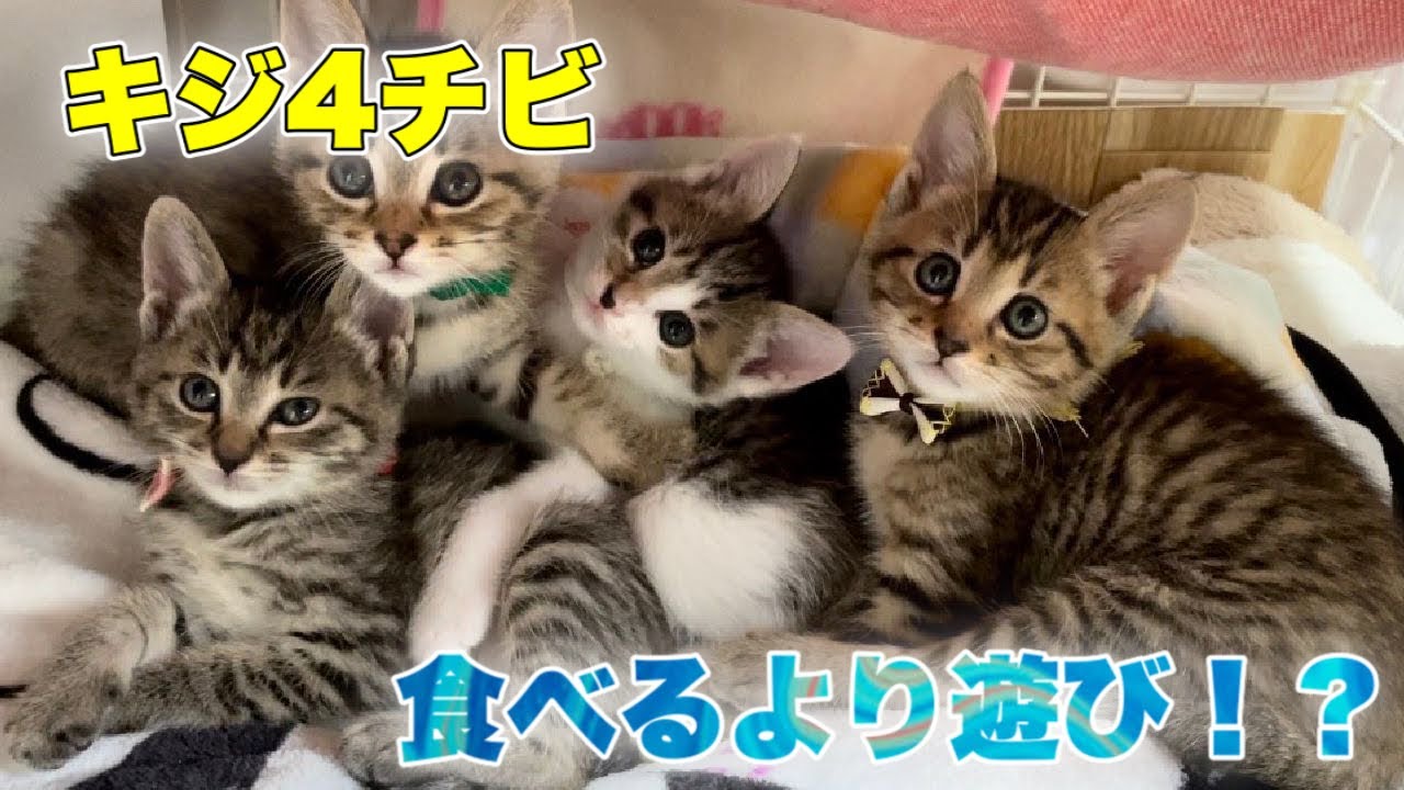 食の細い子猫達ですが順調に育ってます 4 Kittens Youtube