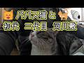 😸 パパス猫 😸 河川敷猫 初代 2代目 おまけ🐚 抱っこ おさわり 猫 ネコ 喧嘩 好き 野良猫 食事 タイム