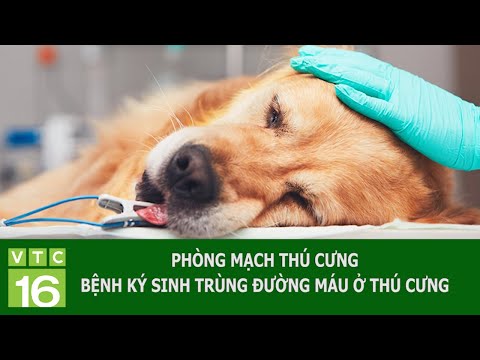 PHÒNG MẠCH THÚ CƯNG: BỆNH KÝ SINH TRÙNG ĐƯỜNG MÁU Ở THÚ CƯNG | VTC16