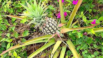 Kailua-Kona 'Hood Walk, Hawaii - Part 1 of 2