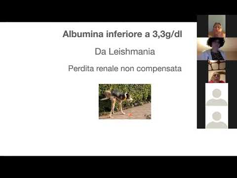 Video: Leishmaniosi Canina Causata Da Leishmania Major E Leishmania Tropica: Risultati Comparativi E Sierologia