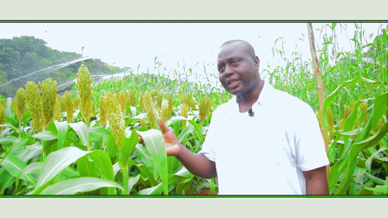 Documentaire Sorgho Hybride au Burkina Faso  INERA SEMAFORT