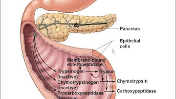 A&PII Chapter 23 Digestive System lecture part 2