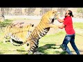 Bengal tiger tony ki hight dekhen  shero ka badshah