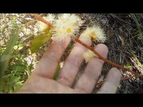 Vídeo: O que são as abelhas oleaginosas: aprenda sobre as abelhas que coletam o óleo das flores