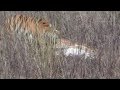 Tadoba Trip -- Dec 2012. Tadoba Andheri Tiger Reserve.wmv