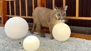 The new garden is open! Puma Messi mistook the lanterns for balls!