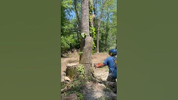 Thumbnail of Ash Trees Make A MESS!
