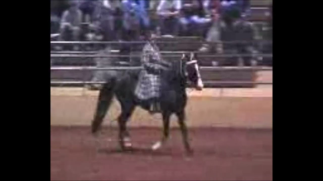 Trail Pleasure Racking Horse