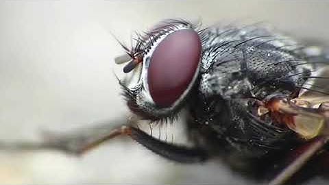 مثل الذباب في سورة الحج - العفاسي