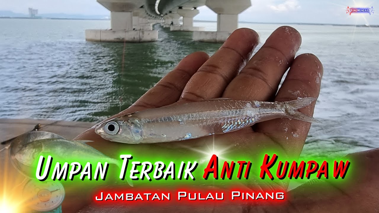 𝑼𝒎𝒑𝒂𝒏 𝑻𝒆𝒓𝒃𝒂𝒊𝒌 𝑨𝒏𝒕𝒊-𝑲𝒖𝒎𝒑𝒂𝒘 𝑱𝒂𝒎𝒃𝒂𝒕𝒂𝒏 𝑷𝒖𝒍𝒂𝒖 𝑷𝒊𝒏𝒂𝒏𝒈