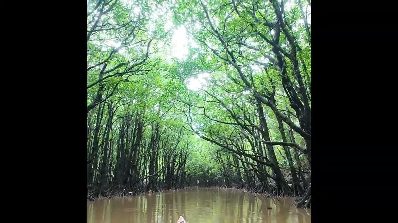 仲間川カヤック　2026