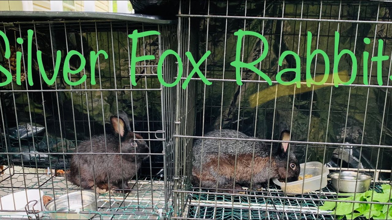 Black Silver Fox Rabbits! Breeding for meat/pets and our initial setup
