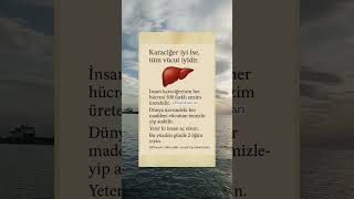 Karaciğerin Önemi Şfet Ğlık Ibilgiler Ğer