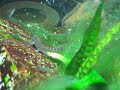 Banded Mountain Loach.MOV
