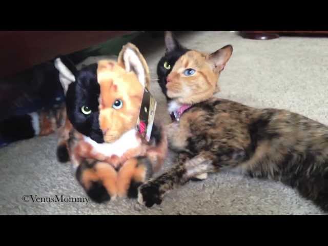 meet venus the cat