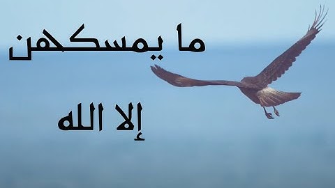 ألم يروا إلى الطير مسخرات في جو السماء ... من تلاوة خاشعة للشيخ محمد صديق المنشاوي رحمه الله