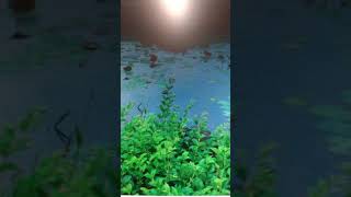 玻璃魚/牧雲彈唱1061207
