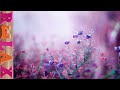 【副交感神経優位リラクゼーション♪セロトニンを増やす音楽】セラピーリラックスMV|Original Therapy Relax Music Video #144