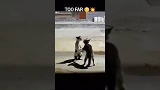 Cats Gone WILD 😱🐱 | Cat Fight Compilation 😂💥#shorts #catfighting #fightcompilation #toofar