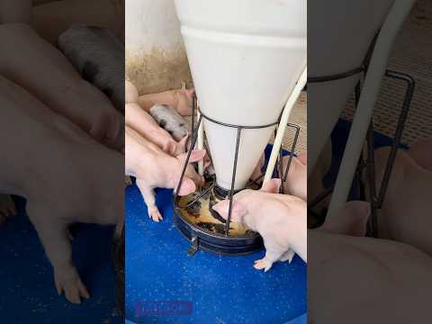 Prévia do vídeo — COMEDOURO FASE CRECHE--MODELO F2/ÚMIDO--30 KG--