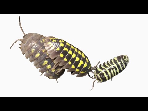 Comparing Isopods: Armadillidium
