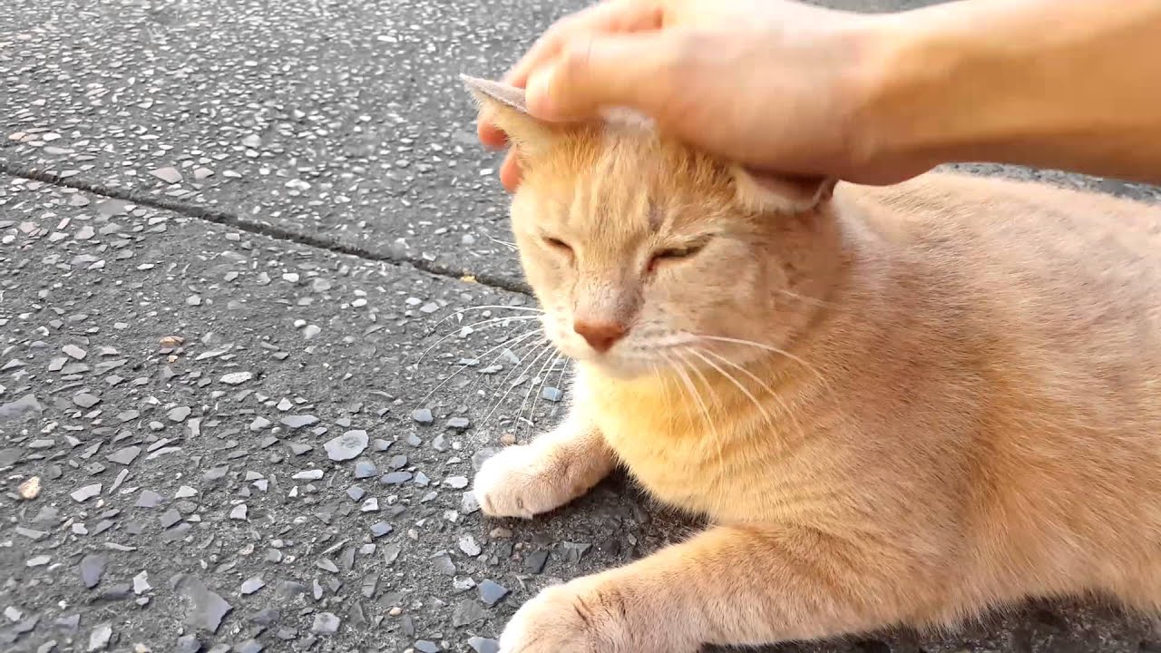 happy orange cat