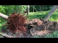 Stump Removal With Rope, Pulleys, and Mechanical Advantage!